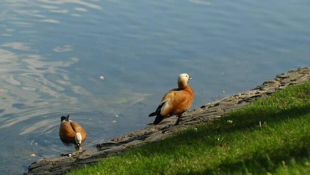 Male Beautiful bright red duck Ogar stands on a shore near a pond close up