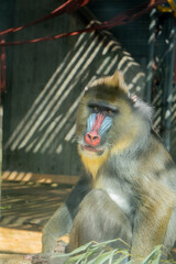 Mandrill (Mandrillus sphinx), also known as the western mandrill.
