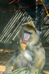 The mandrill (Mandrillus sphinx) is the largest primate in the world.