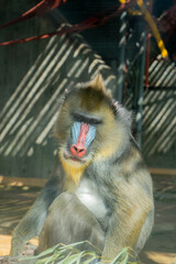 Trapped Gazes: The Sad Reality of Baboons in Captivity