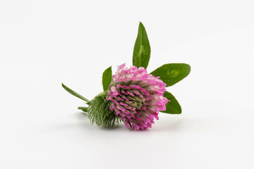 Red clover on white background in close up. Red clover is a clowering plant used in traditional medicine.