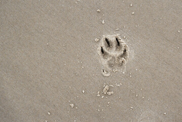 Empreinte de patte de chien dans le sable humide à la plage. 