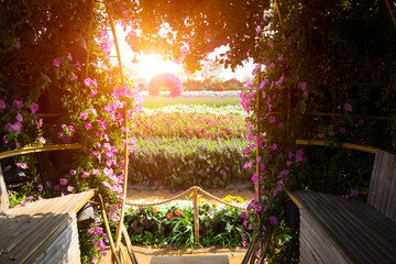 Entrance arch of Colorful petunias (Petunia hybrida) flowers blooming in garden to decorated in a semicircle with wooden chairs and sunlight background. - obrazy, fototapety, plakaty