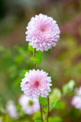 Fototapeta premium Aster flower has another name: termite daisy,