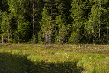 Summer forest landscape. A small zero in the forest. View of the marshy shores of the lake and trees. Beautiful natural background.