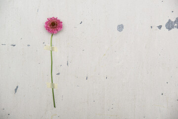 네츄럴한 벽에 놓인 아름다운 꽃