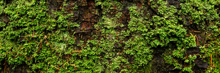 Natural texture of tree bark. The trunk of an old tree, covered with lichen and moss. Natural wood background with bark patterns. Close-up side view.