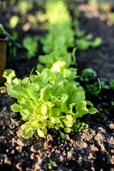 Fresh green lettuce in the greenhouse on an early spring