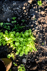 Fresh green lettuce in the greenhouse on an early spring