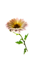 흰 배경위에 낙엽과 식물의 아름다운 질감