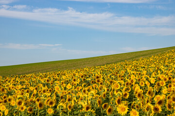 満開のヒマワリと青空
