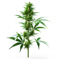 cannabis indica plant, on white background