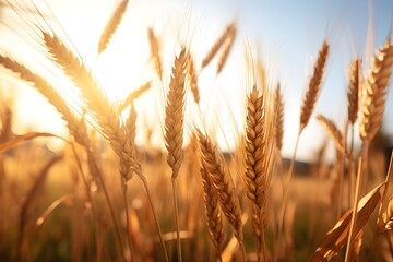 Fototapeta premium Golden wheat field background wallpaper, blurred defocused background 