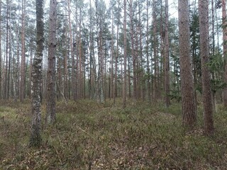 Rekyva forest during cloudy summer day. Pine and birch tree woodland. Blueberry bushes are growing in woods. Cloudy day with white and gray clouds in sky. Nature. Rekyvos miskas.