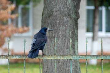 Fototapeta premium American crow is the common crow over