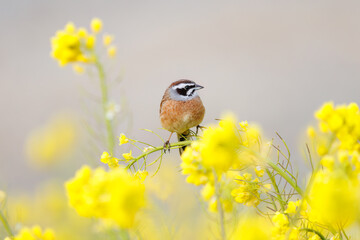 Naklejka premium 美しい菜の花畑で餌を探す可愛いホオジロ（ホオジロ科）。日本国埼玉県、荒川河川敷にて。 2024年3月24日撮影。Lovely Meadow Bunting (Emberiza cioides, family comprising buntings) searching for food in a beautiful field of rape blossoms.At Arakawa r