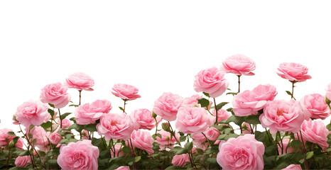 Pink roses field closeup border. Isolated on a transparent background. Spring flowers for layouts, cards, mockups, invitation etc.	