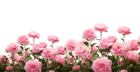 Pink roses field closeup border. Isolated on a transparent background. Spring flowers for layouts, cards, mockups, invitation etc.	