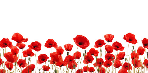 Red poppy flowers field closeup border for cards, invitation etc. Isolated on a transparent background.	