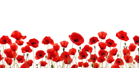 Red poppy flowers field closeup border for cards, invitation etc. Isolated on a transparent background.	