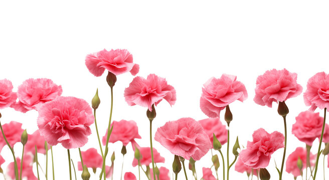 Pink carnation flowers field closeup border. Isolated on a transparent background.