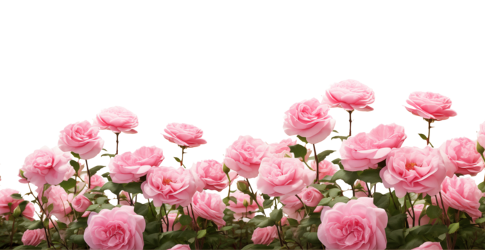 Pink roses field closeup border. Isolated on a transparent background. Spring flowers for layouts, cards, mockups, invitation etc.	