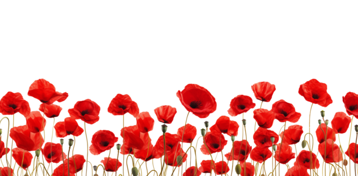 Red poppy flowers field closeup border for cards, invitation etc. Isolated on a transparent background.	