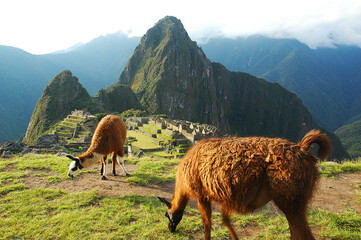 Llamas in front of Machu Picchu