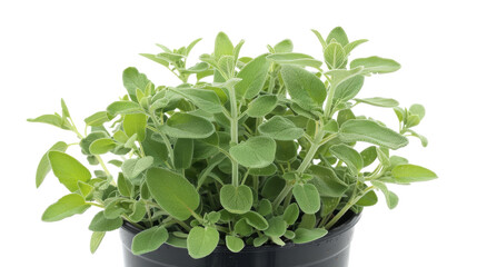 Fototapeta premium A potted plant with vibrant green leaves gracefully swaying on a white backdrop