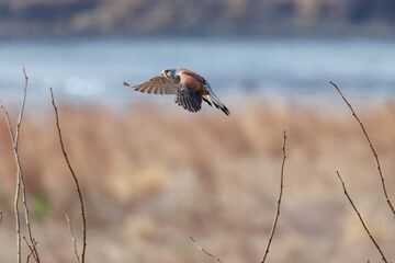 止まり木飛びつく美しいチョウゲンボウ（ハヤブサ科）。

日本国群馬県、利根川河川敷にて。
2024年3月24日撮影。

A beautiful Common Kestrel (Falco tinnunculus : family comprising falcons) pouncing on a branch.

At Tonegawa riverbed, Gunma, Japan,
photo 