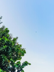 A green tree stands tall under the beautiful sky