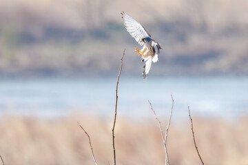 止まり木飛びつく美しいチョウゲンボウ（ハヤブサ科）。

日本国群馬県、利根川河川敷にて。
2024年3月24日撮影。

A beautiful Common Kestrel (Falco tinnunculus : family comprising falcons) pouncing on a branch.

At Tonegawa riverbed, Gunma, Japan,
photo 