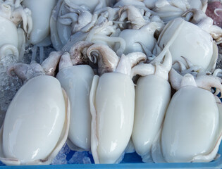 fresh smooth squid as background