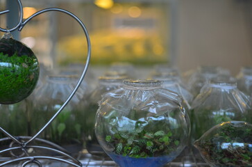 Close-up photo of growing experiments in plant laboratory