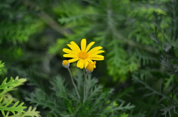 Obraz premium Close-up of blurred background of bright flowers among green leaves