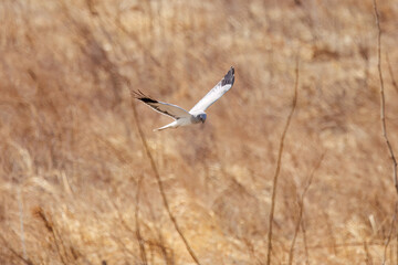 狩りのために葦原を飛翔する美しいハイイロチュウヒ（タカ科）。

日本国群馬県、利根川河川敷にて。
2024年3月24日撮影。

A beautiful Northern harrier (Circus cyaneus, family comprising hawks) flying over a reed bed for hunting.

At Tonegawa riverbed, Gunma,