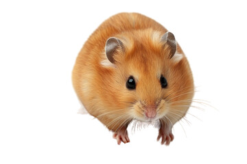 Brown Hamster Sitting on White Surface