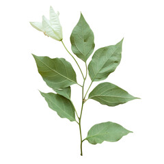 Obraz premium A plant with green leaves on a Transparent Background