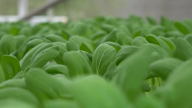 close up of a Bok choi plant 