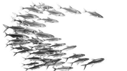 A large group of fish swimming together in a wave-like formation