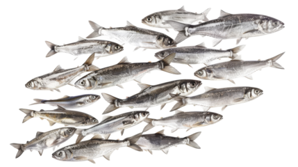 Shoal of vibrant fish swimming gracefully in crystal-clear water