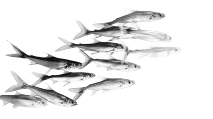 A group of fish swimming gracefully together in unison