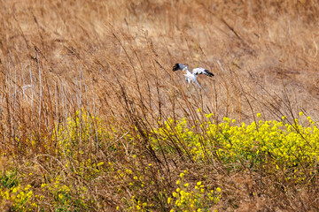 狩りのために菜の花畑を飛翔する美しいハイイロチュウヒ（タカ科）。

日本国群馬県、利根川河川敷にて。
2024年3月24日撮影。

A beautiful Northern harrier (Circus cyaneus, family comprising hawks) flies over a field of rape blossoms for hunting.

At Tonegawa r