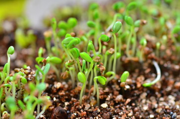 Macro photo of plant buds growing out of the soil.