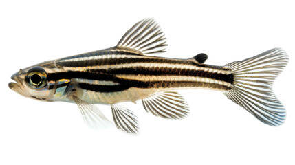 Fototapeta premium A striking black and white striped fish swims gracefully against a pristine white background