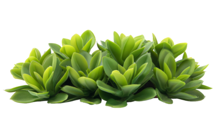 A vibrant group of green leaves elegantly dances on a pristine white background