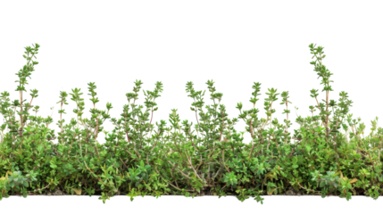 A pristine row of vibrant green plants stands tall against a clean white backdrop