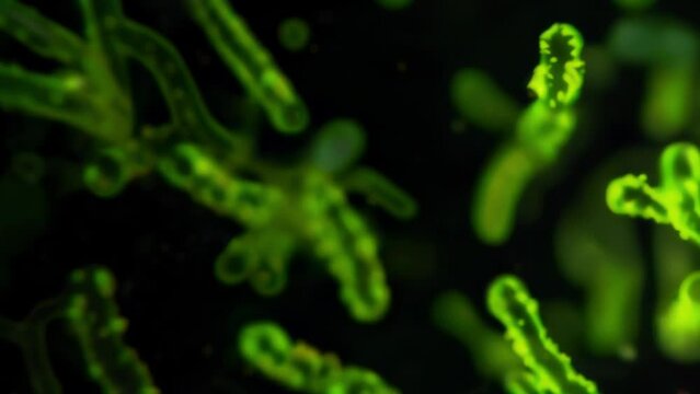 A fluorescent microscopy image showing the glowing green conidia against a black background emphasizing their microscopic but powerful . AI generation.