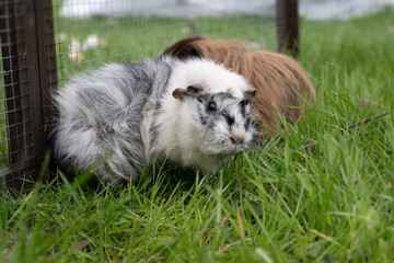 meerschweinchen familie herde