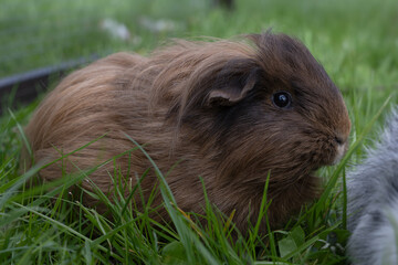 Fototapeta premium meerschweinchen tier natur langhaar